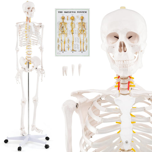 180cm Life Size Human Skeleton Model with Rolling Stand