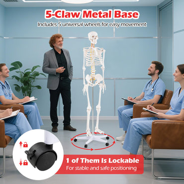 180cm Life Size Human Skeleton Model with Rolling Stand