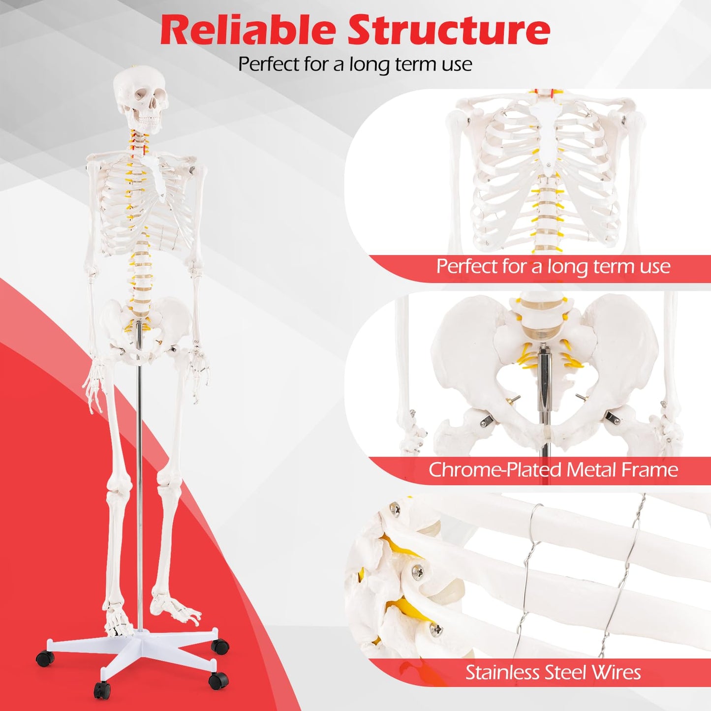 180cm Life Size Human Skeleton Model with Rolling Stand