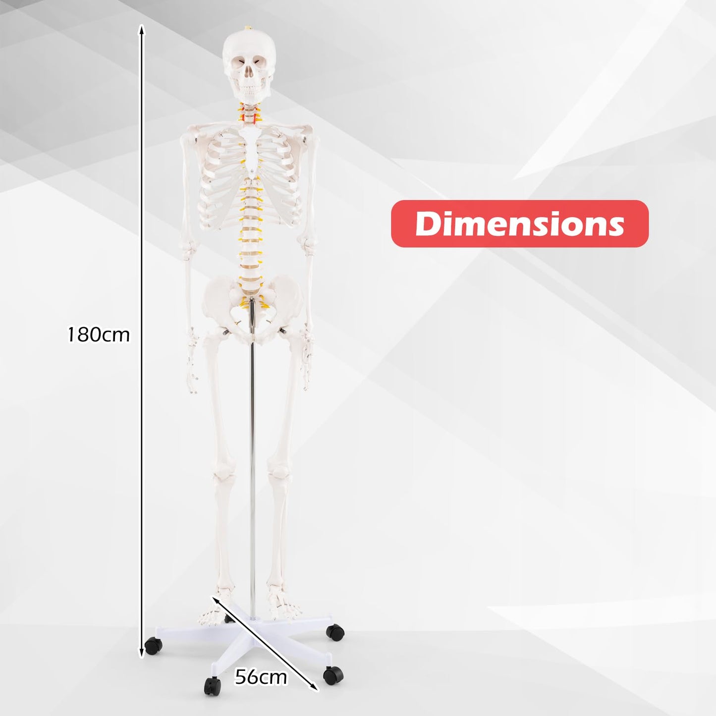 180cm Life Size Human Skeleton Model with Rolling Stand