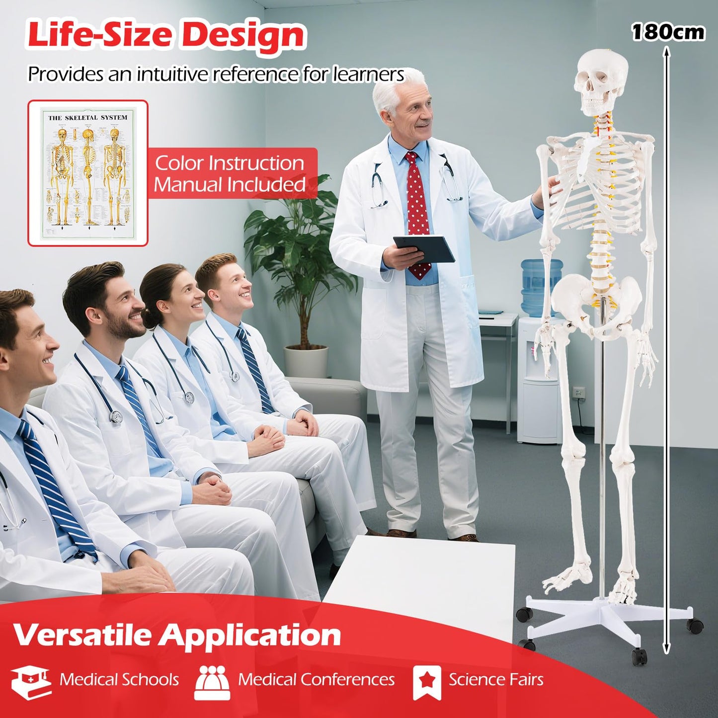 180cm Life Size Human Skeleton Model with Rolling Stand