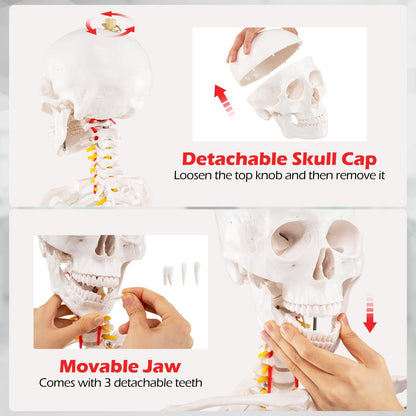 180cm Life Size Human Skeleton Model with Rolling Stand