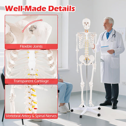 180cm Life Size Human Skeleton Model with Rolling Stand